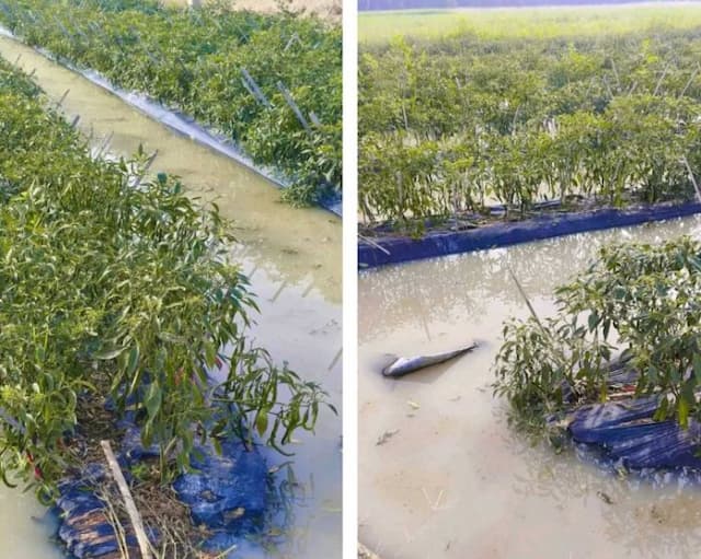 aliran_sungai_dalu_dalu_dialihkan_150_hektare_cabai_di_batu_bara_terendam