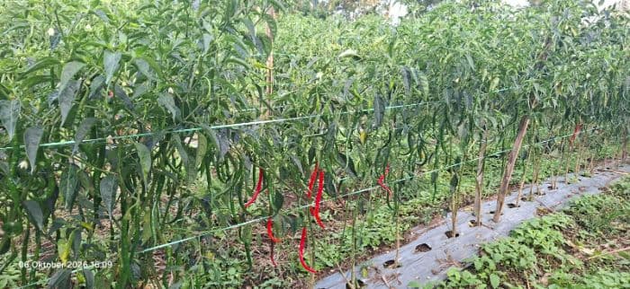 harga_cabai_melambung_petani_dairi_resah_marak_pencurian_di_kebun