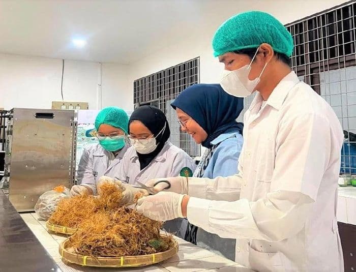 jaga_mutu_cabai_di_musim_lembap_mahasiswa_usu_ciptakan_kemasan_ramah_lingkungan_dari_limbah_sawit_