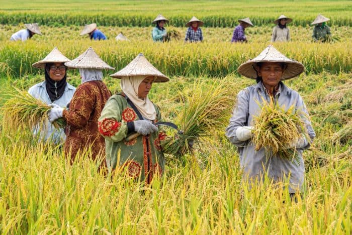 ntp_sumut_naik_jadi_15797_pada_september_2026_hortikultura_jadi_penopang_utama