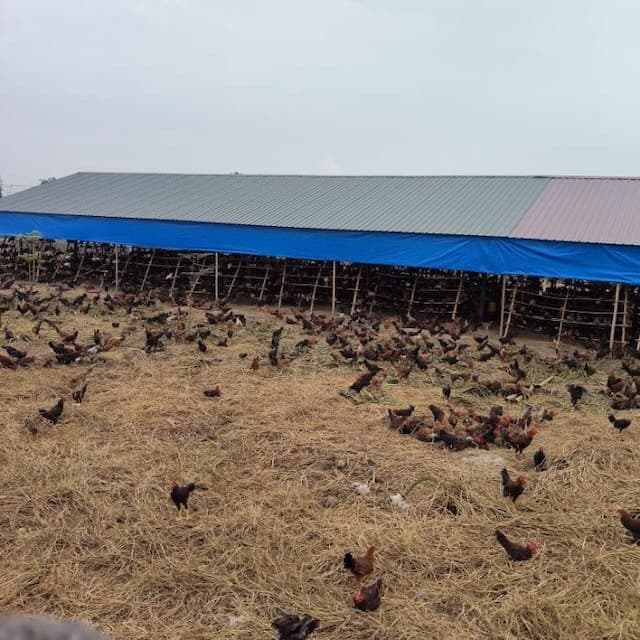 warga_keluhkan_bau_dan_lalat_dari_peternakan_ayam_di_beringin_deli_serdang