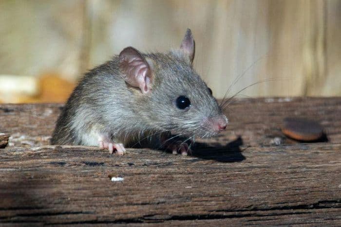 dosen_ugm_ungkap_cara_ampuh_usir_tikus_di_musim_hujan_tanpa_gunakan_racun