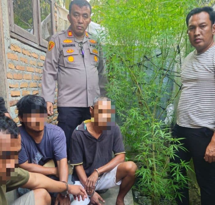 tanam_ganja_di_areal_dapur_tiga_pria_warga_dolok_masihul_sergai_ditangkap_polisi