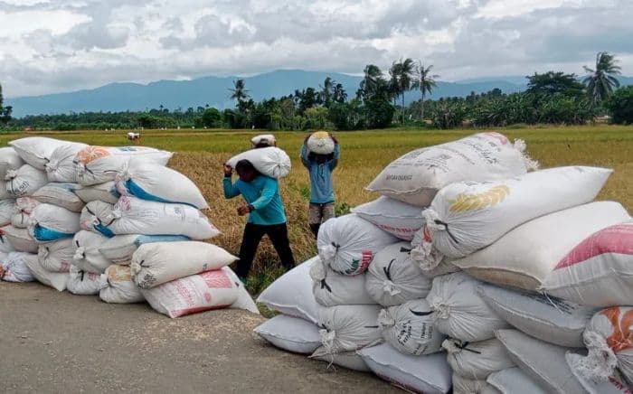 perum_bulog_sumut_serap_420_ton_gabah_petani_pada_februari_2025