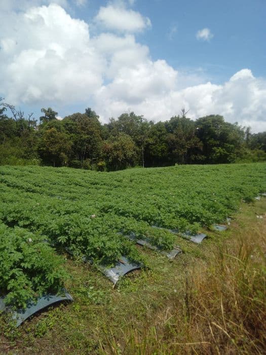 dana_ketapang_dairi_disinyalir_rawan_penyelewengan_tpk_akui_lebih_banyak_rugi