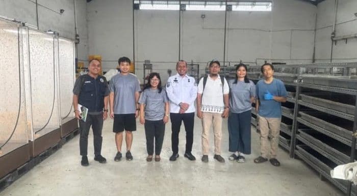 dlh_binjai_gandeng_delegasi_korea_selatan_budidaya_maggot_disiapkan_jadi_solusi_sampah_dan_cuan