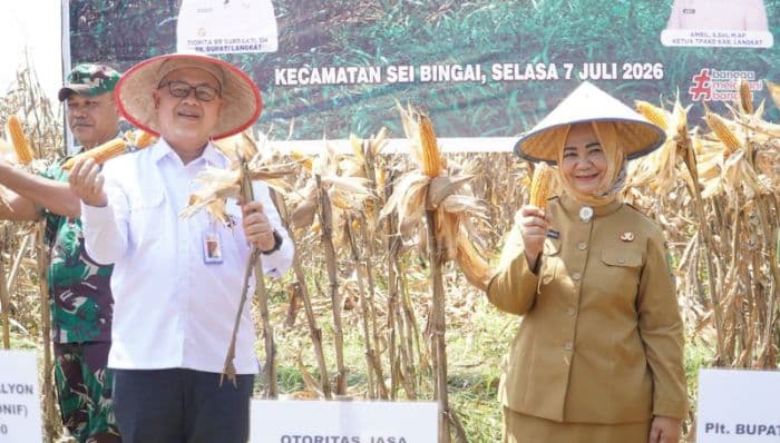 pemkab_langkat_panen_raya_jagung_yang_ditanam_di_atas_lahan_seluas_dua_hektar