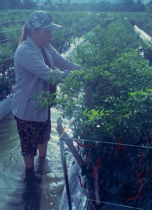 harga_beli_cabai_dari_petani_deli_serdang_turun_rp5_ribu_per_kg