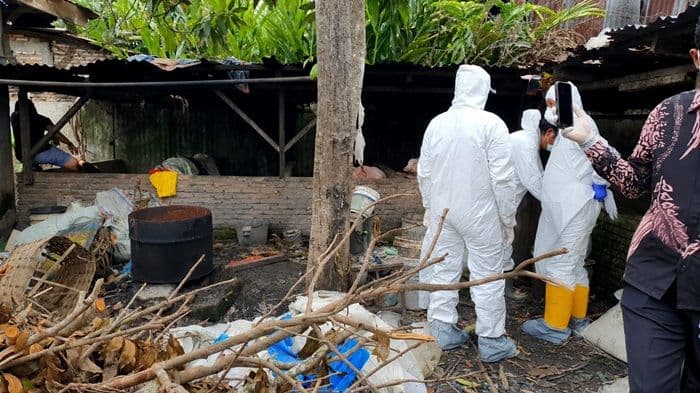 kementan_respons_gangguan_kesehatan_ternak_babi_di_tanjungbalai