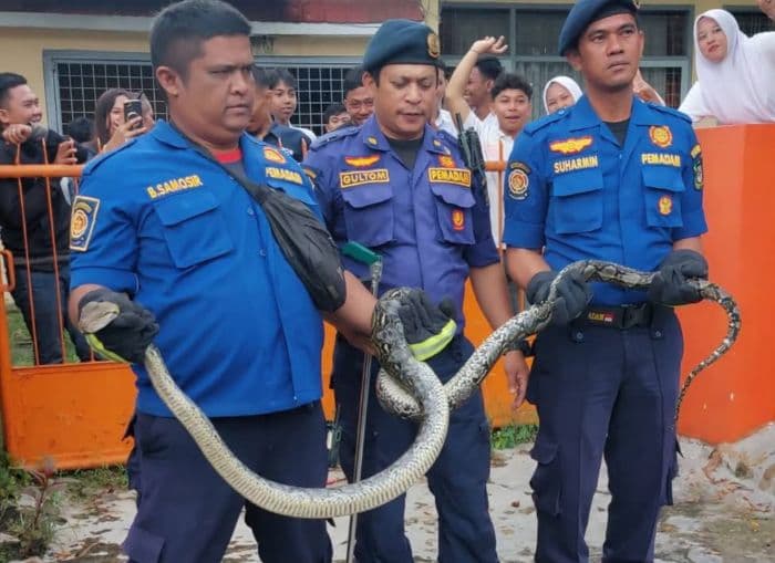 ular_sawah_25_meter_muncul_di_kompleks_kantor_pos_pematangsiantar_dievakuasi_damkar
