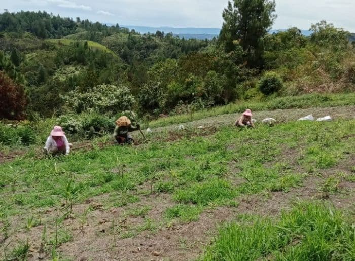 musim_hujan_di_toba_jadi_ciptakan_peluang_kerja