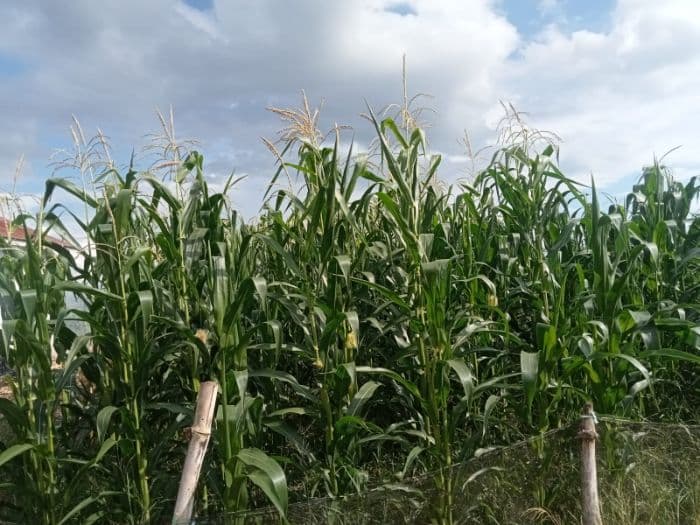 harga_di_atas_hpp_petani_toba_pilih_tanam_jagung_usai_panen_padi