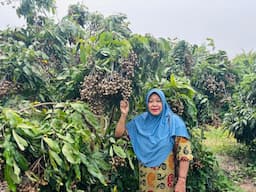 sri_mulyani_sukses_tanam_kelengkeng_di_lahan_miring_simalungun_panen_1_ton_tiap_7_bulan