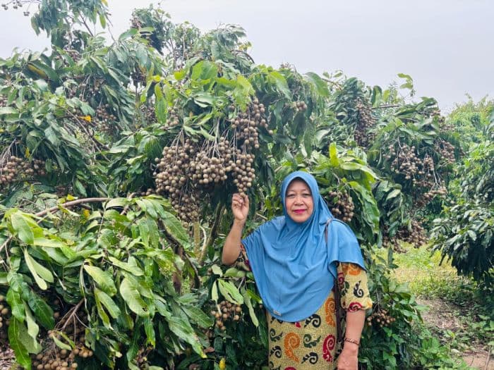 sri_mulyani_sukses_tanam_kelengkeng_di_lahan_miring_simalungun_panen_1_ton_tiap_7_bulan