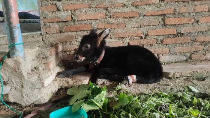 hendak_disembelih_anak_kambing_hutan_langka_diselamatkan_warga_asahan