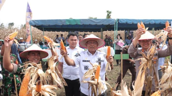 bumdes_kalang_simbara_sidikalang_panen_30_ton_jagung