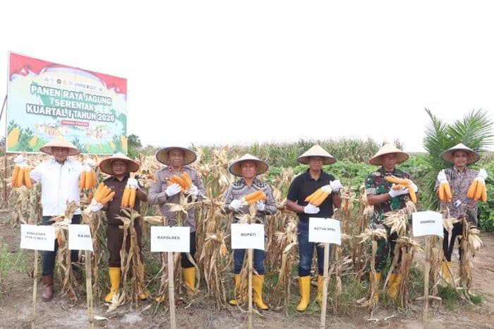 panen_raya_jagung_kuartal_i_2026_simalungun_sumbang_12_hektare_untuk_ketahanan_pangan_nasional