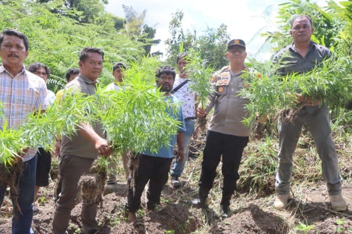 polres_tanah_karo_musnahkan_ladang_ganja_di_desa_cinta_rakyat_33_batang_dicabut_dari_ladang_warga