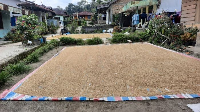 harga_gabah_mulai_naik_di_simalungun_petani_bergairah_kembali_tanam_padi