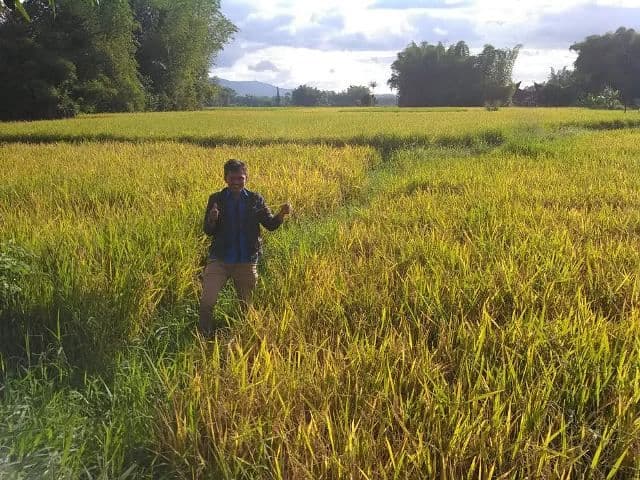 panen_raya_di_toba_petani_padi_berharap_harga_patokan_pemerintah_terlaksana