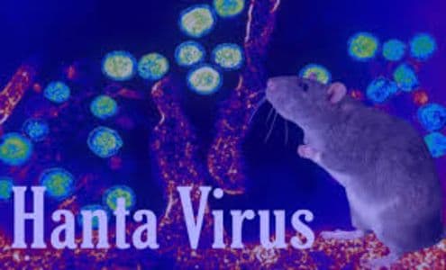 who_tegaskan_wabah_hantavirus_di_kapal_pesiar_bukan_awal_pandemi_baru