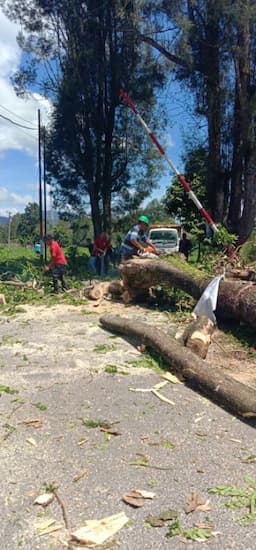 dlh_dairi_tebang_pohon_rawan_tumbang_di_perumnas_simbara_permai_demi_keselamatan_warga