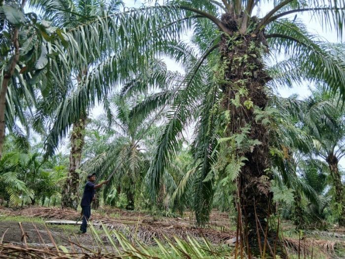 harga_pupuk_melonjak_petani_sawit_di_tanah_jawa_simalungun_terjepit_di_tengah_anjloknya_harga_tbs