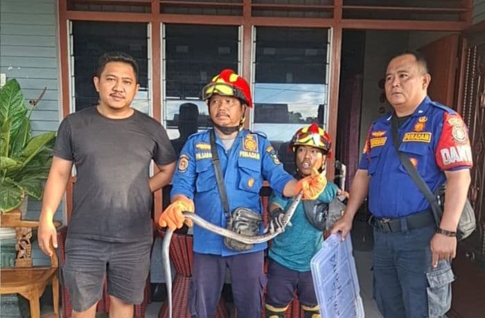 musim_hujan_damkar_pematangsiantar_imbau_warga_waspadai_ular_masuk_permukiman