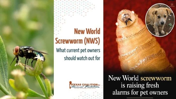 new_world_screwworm_bikin_resah_ini_fakta_parasit_pemakan_jaringan_hidup_yang_belum_dilaporkan_masuk_indonesia