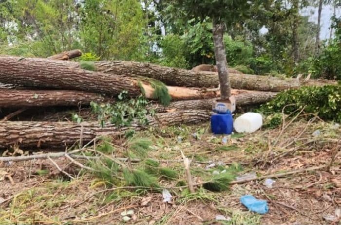 dprd_sumut_desak_polisi_usut_penebangan_hutan_pinus_di_desa_habeahan