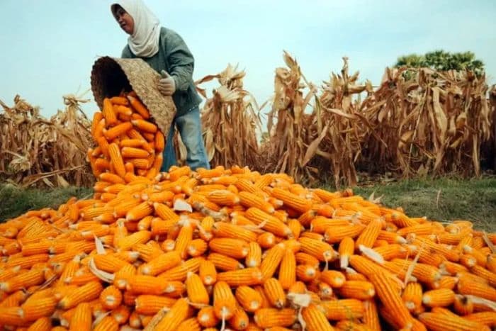 bulog_sumut_salurkan_1356_ton_jagung_pakan_untuk_peternak_ayam_petelur_mandiri