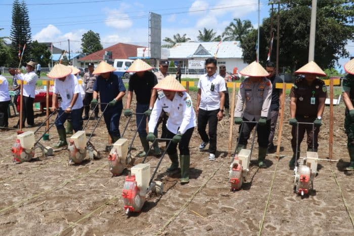 penuhi_produksi_nasional_52_hektare_lahan_di_simalungun_ditanami_jagung