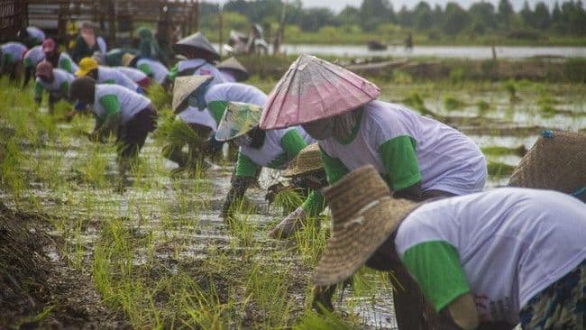 pemerintah_hapus_utang_kur_petani_terdampak_banjir