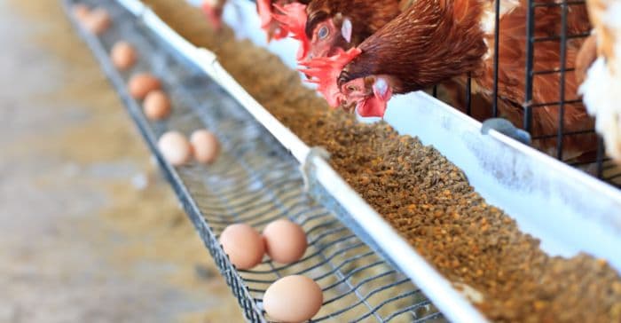 bgn_butuh_1500_peternak_telur_ayam_untuk_mbg_2026