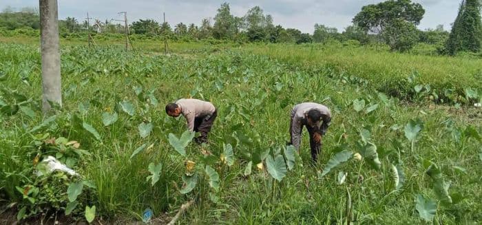 lahan_binaan_polsek_sei_tualang_raso_ditanami_keladi_dan_padi