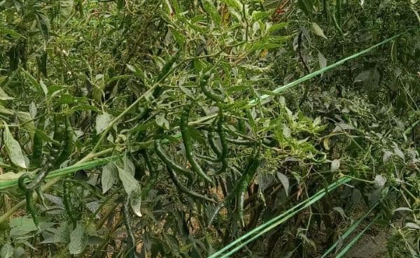 petani_naga_saribu_keluhkan_pencurian_cabai_di_tengah_turunnya_harga