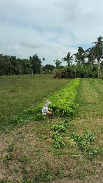 musim_kemarau_jadi_berkah_harga_sayur_di_hamparan_perak_naik_dua_kali_lipat