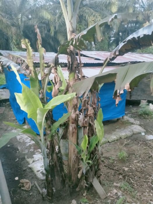 warga_protes_ternak_babi_di_permukiman_walantara_sumut_minta_pemkab_deli_serdang_turun_tangan