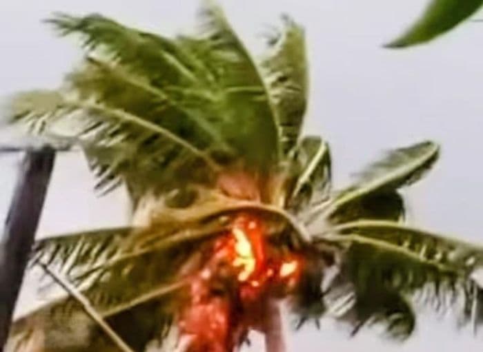 hujan_disertai_angin_kencang_pohon_kelapa_di_kampung_lalang_tanjung_tiram_tersambar_petir