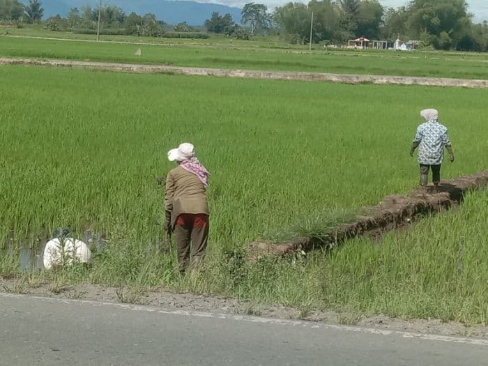 petani_padi_di_porsea_mulai_lakukan_pemupukan