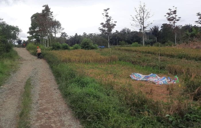 simalungun_usulkan_cetak_sawah_baru_200_hektare_di_purba_dolok_