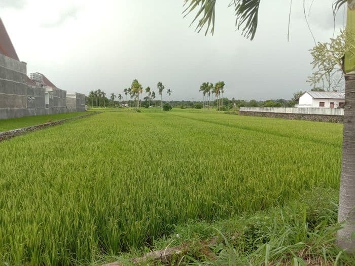petani_porsea_ubah_musim_tanam_padi_panen_raya_tetap_diburu_junijuli