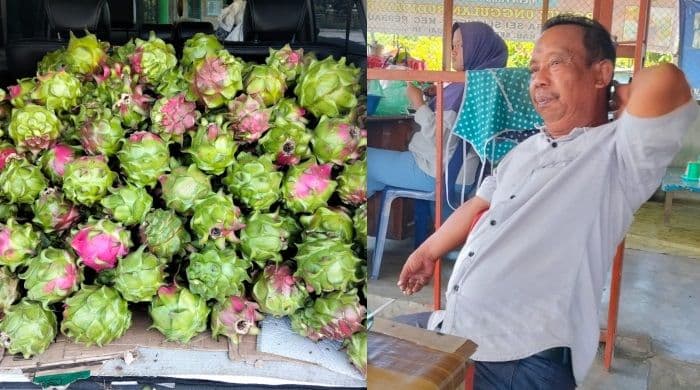 desa_sei_sejenggi_gelar_lomba_buah_naga_terbesar_sambut_hut_ri_ke81