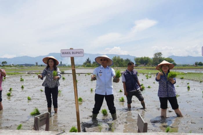 tingkatkan_hasil_panen_kecamatan_laguboti_tanam_padi_bersama