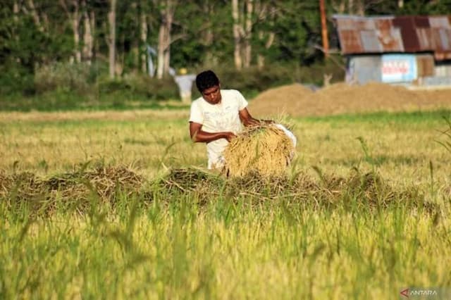 gabah_turun_jadi_rp7300_per_kg_harga_beras_di_sumut_tetap_mahal