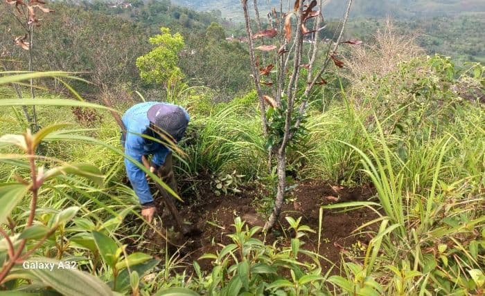 ketua_pusat_studi_geopark_indonesia_macadamia_cocok_dikembangkan_di_samosir_