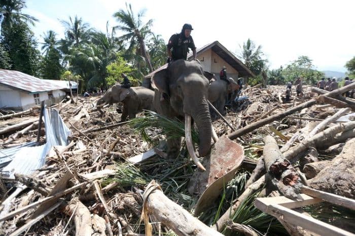 empat_gajah_bksda_aceh_dikerahkan_bantu_pembersihan_pascabanjir_di_pidie_jaya