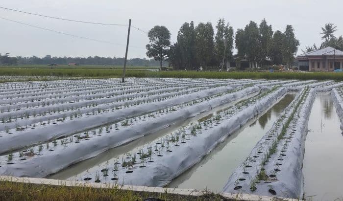 tak_balik_modal_petani_cabai_di_deli_serdang_merugi_akibat_anjloknya_harga