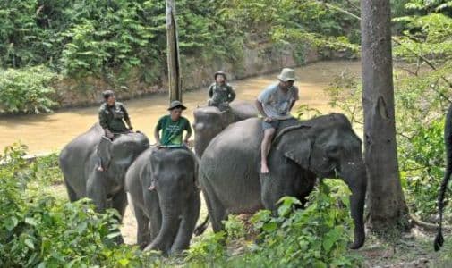 atraksi_gajah_tunggang_resmi_dilarang_di_indonesia_kemenhut_siapkan_sanksi_tegas