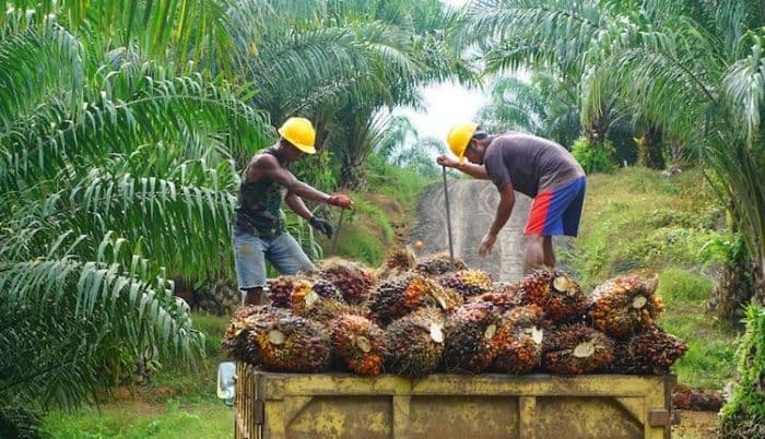 produktivitas_sawit_indonesia_tertinggal_dari_malaysia_koq_bisa_